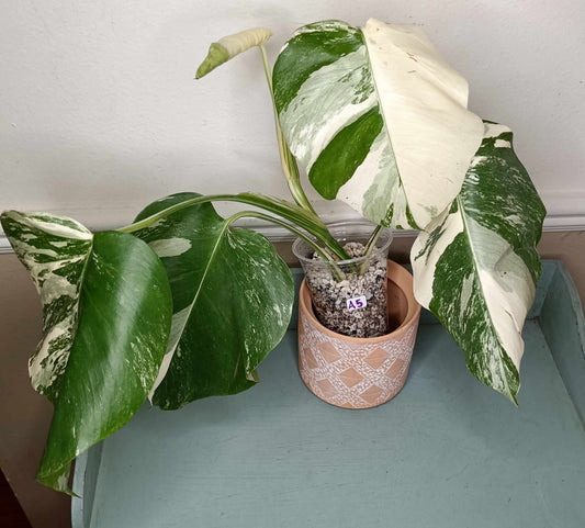 Monstera Albo A5