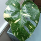Monstera Thai Con T13