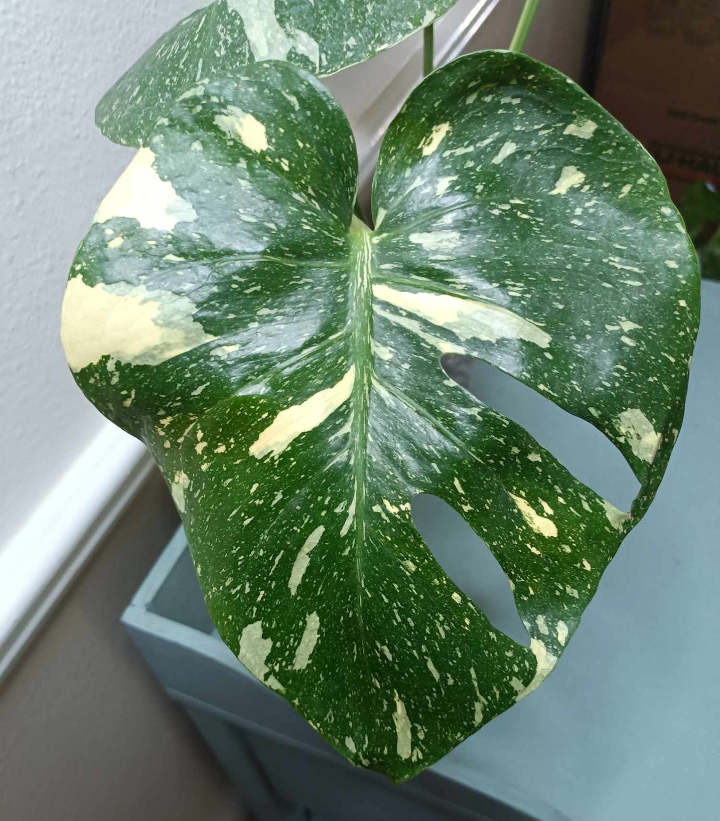 Monstera Thai Con T13
