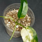 DOMESTICUM VARIEGATED-STARTER-