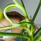 BIPENNIFOLIUM VARIEGATED