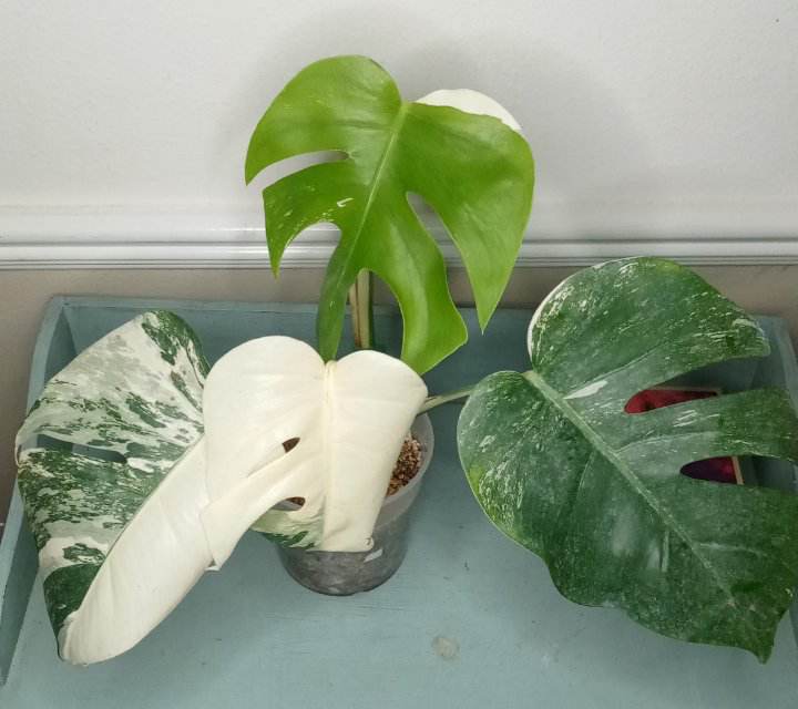 4 leaf top cut Monstera Albo
