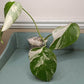 Kyshanna Frazier THAI CON #24 Three Leaf Albo -RESERVED-