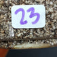 THAI CON #23-STARTER PLANT-