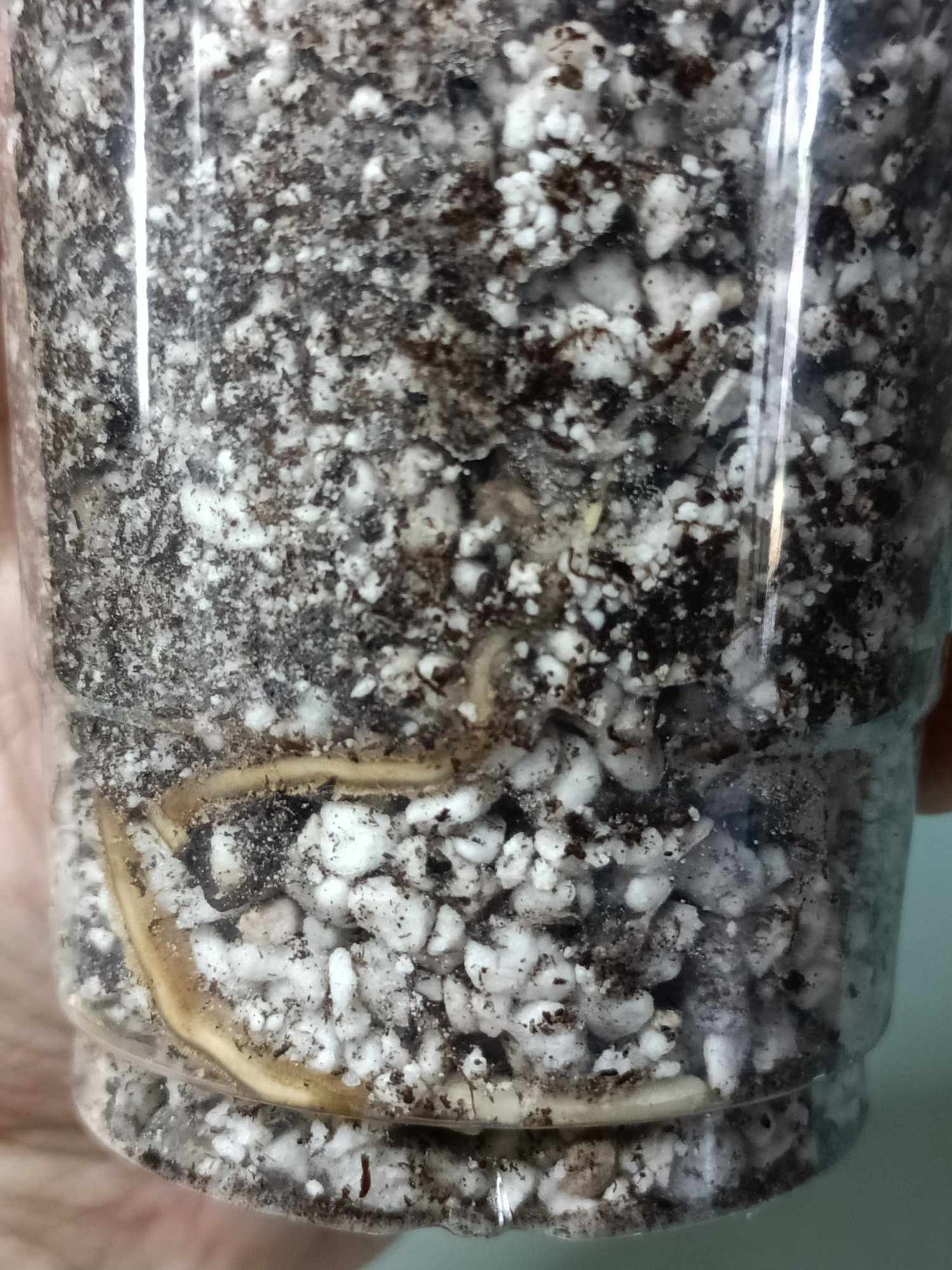 Monstera Albo A9