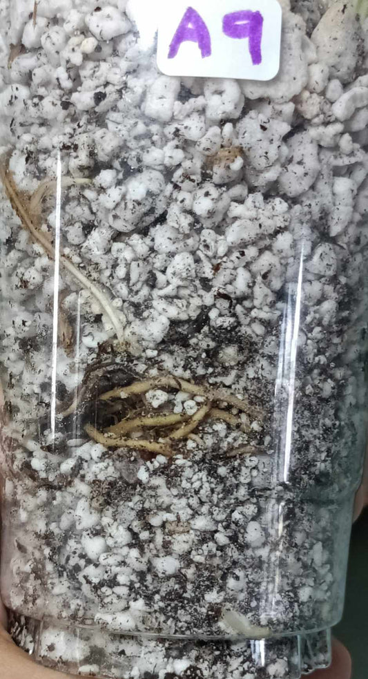 Monstera Albo A9