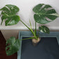 Monstera Albo #12 Thai con #8 Reserved Rancey Hereford-Hoit