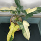 BIPENNIFOLIUM VARIEGATED