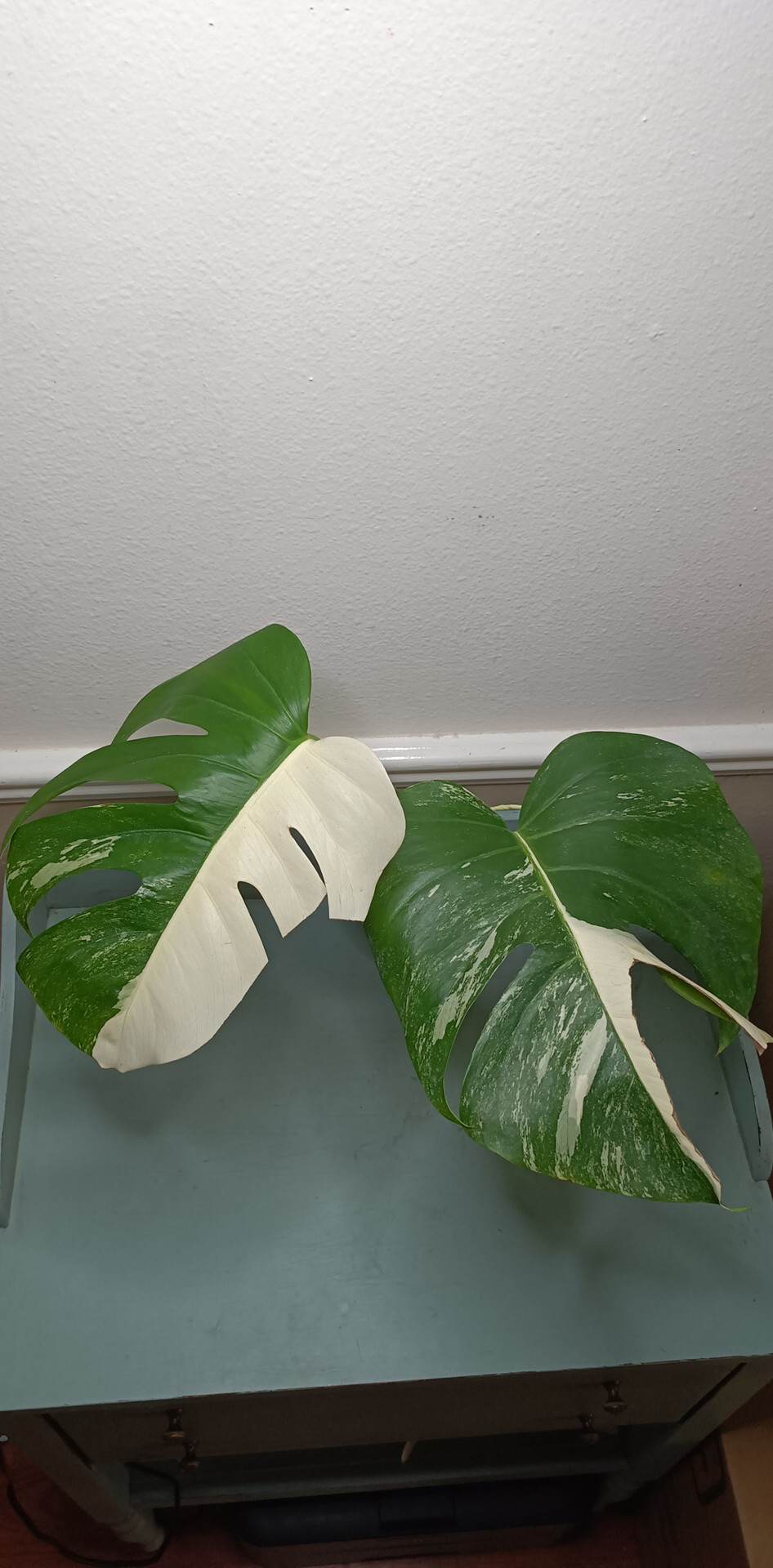 Vida Margarita Half Moon Albo