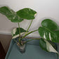 Monstera Albo A11 Reserved Esmeralda Rodriguez Sandoval