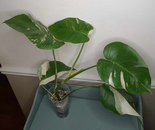 Monstera Albo A11 Reserved Esmeralda Rodriguez Sandoval