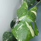 Monstera Thai Con T16