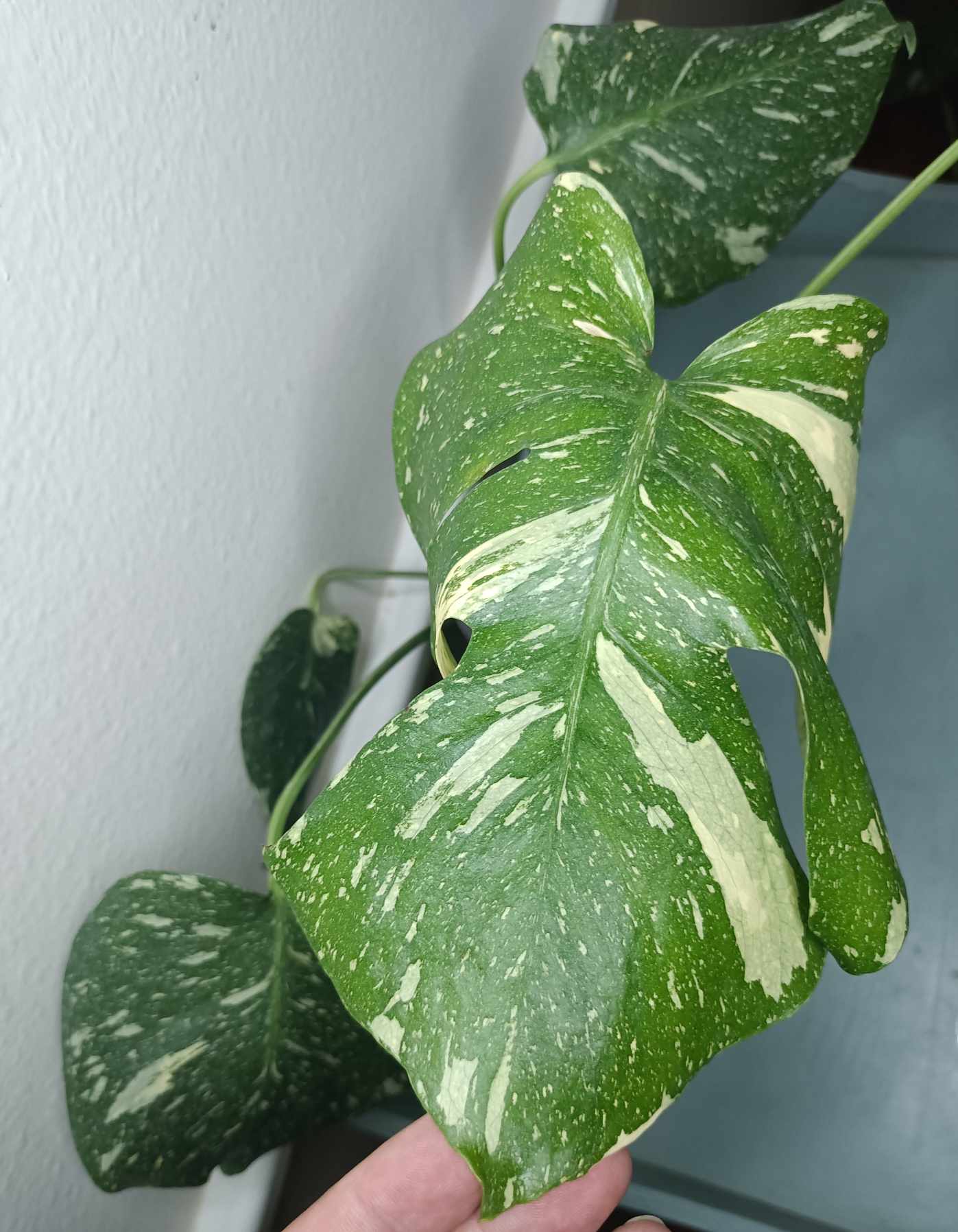 Monstera Thai Con T16