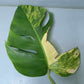 Monstera Aurea Multiple Leaves Cutting Lauren Heaton