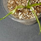 DOMESTICUM VARIEGATED-STARTER-