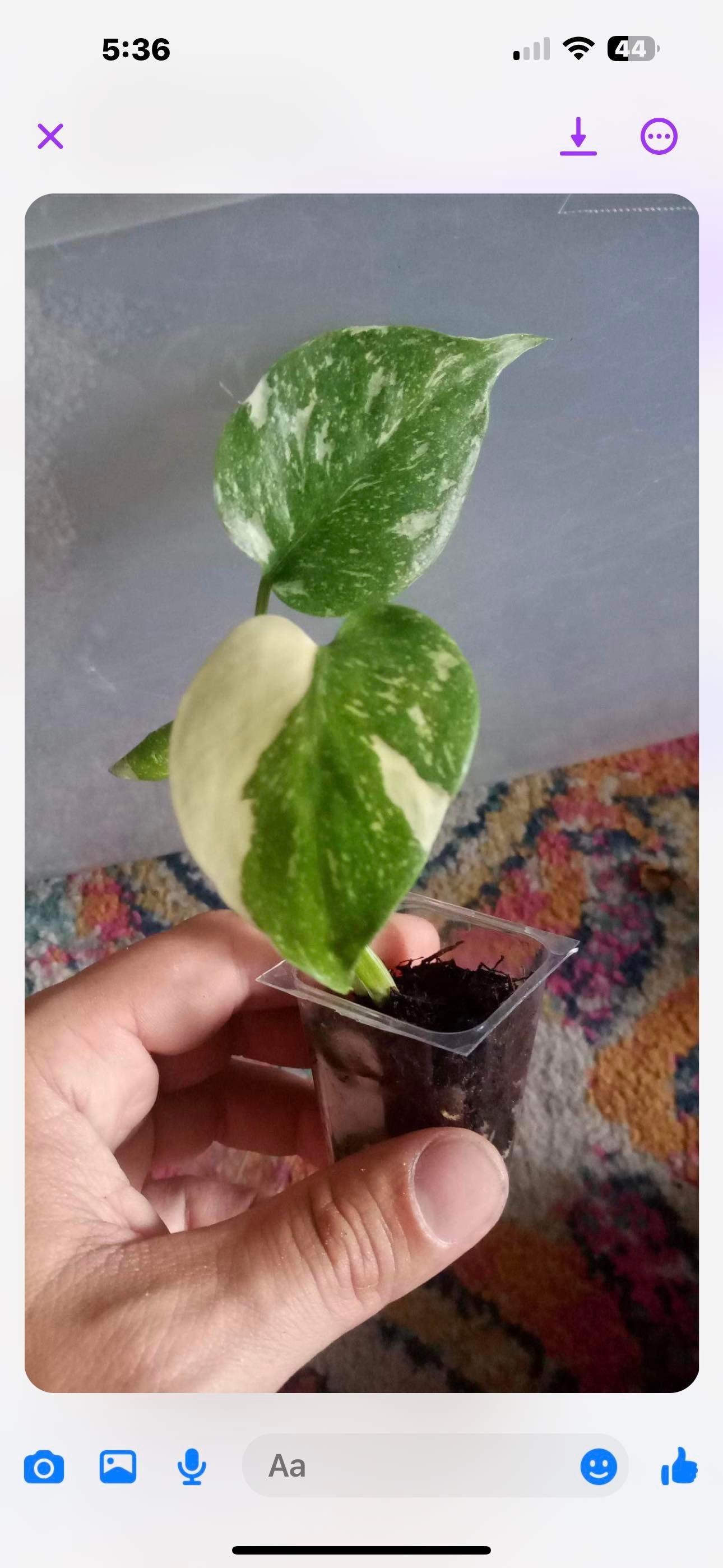 Ashley Padgett Thai con starter