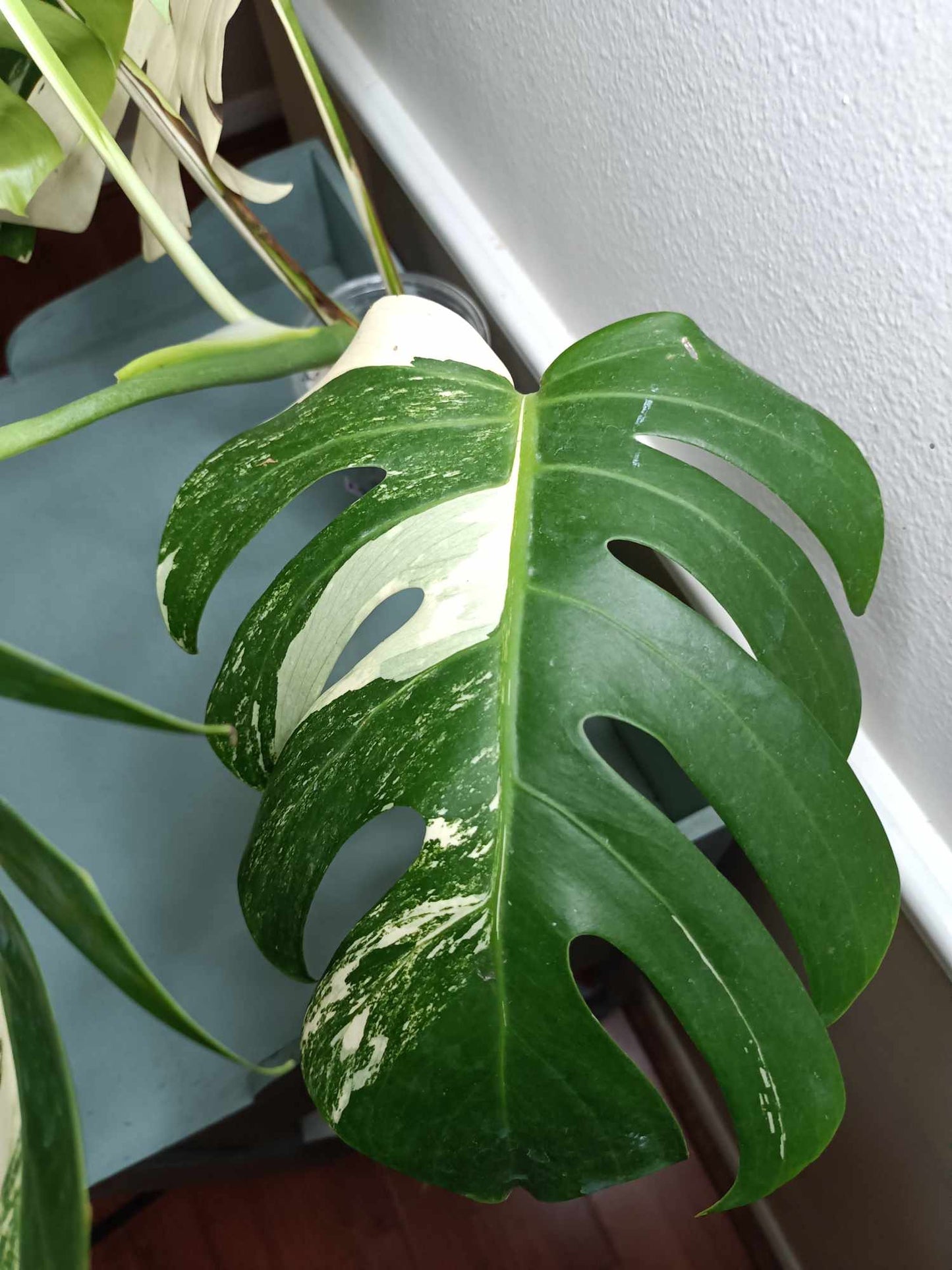 Monstera Albo A1
