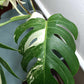 Monstera Albo A1