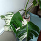 Monstera Albo A4