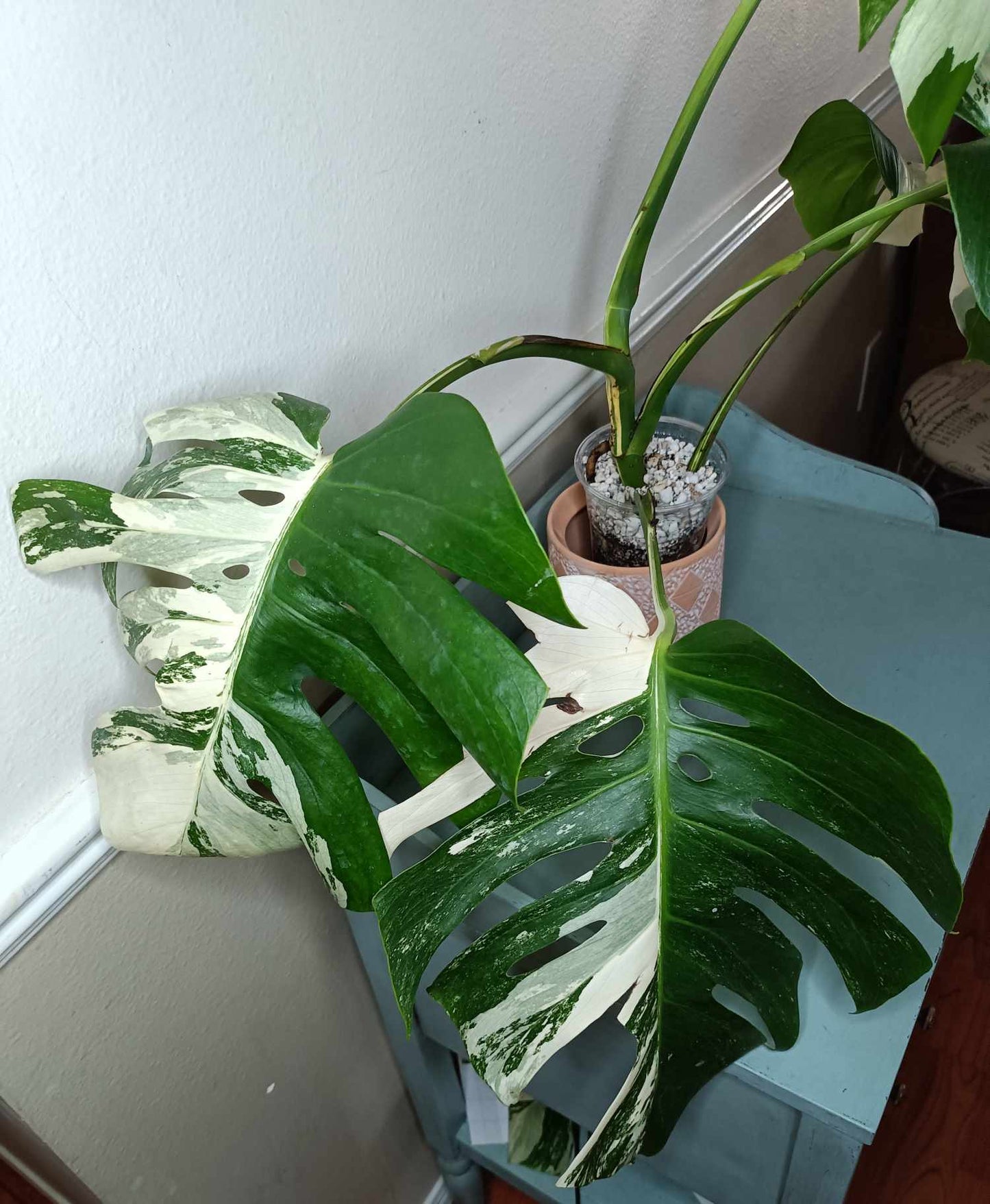 Monstera Albo A4