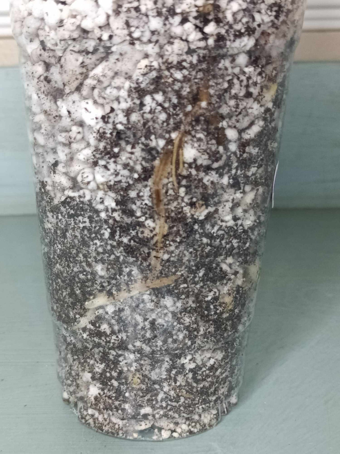 Monstera Albo A1