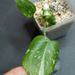THAI CON #4-STARTER PLANT-