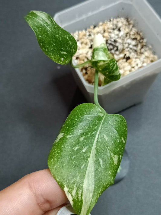 THAI CON #4-STARTER PLANT-