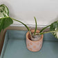 Monstera Albo A6