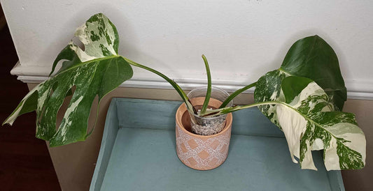 Monstera Albo A6