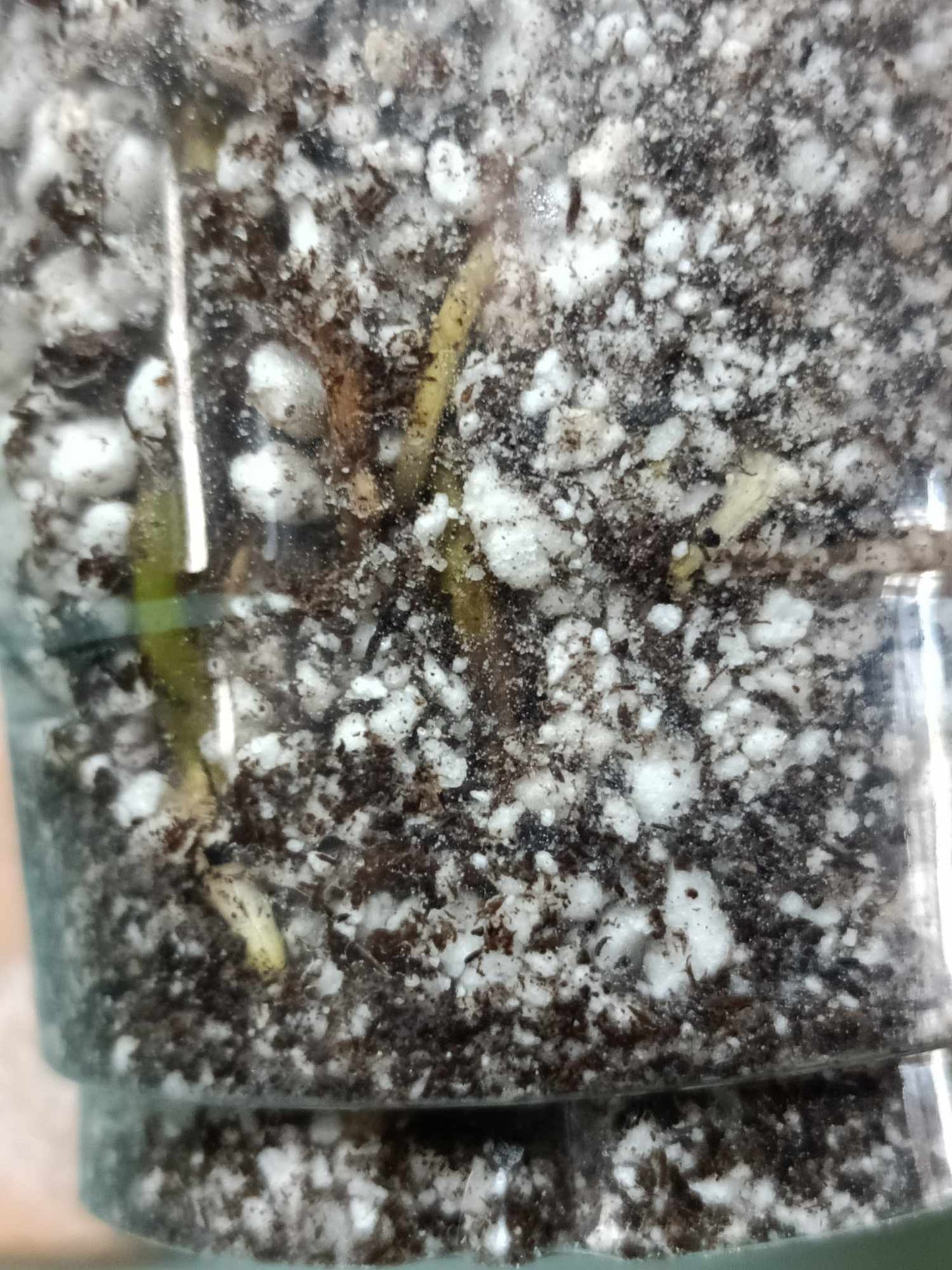 Monstera Albo A5