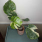 Monstera Thai Con T14