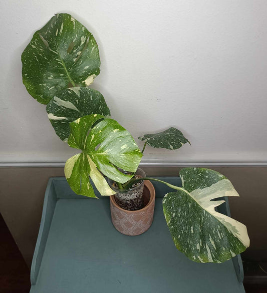 Monstera Thai Con T14