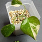 THAI CON #8-STARTER PLANT-