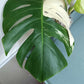 Monstera Albo A1
