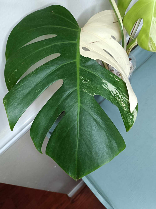 Monstera Albo A1