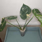 Monstera Thai Con T13