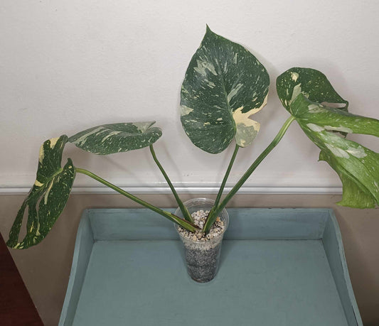 Monstera Thai Con T13