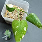 THAI CON #2-STARTER PLANT-