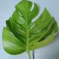 Monstera Aurea Multiple Leaves Cutting Lauren Heaton