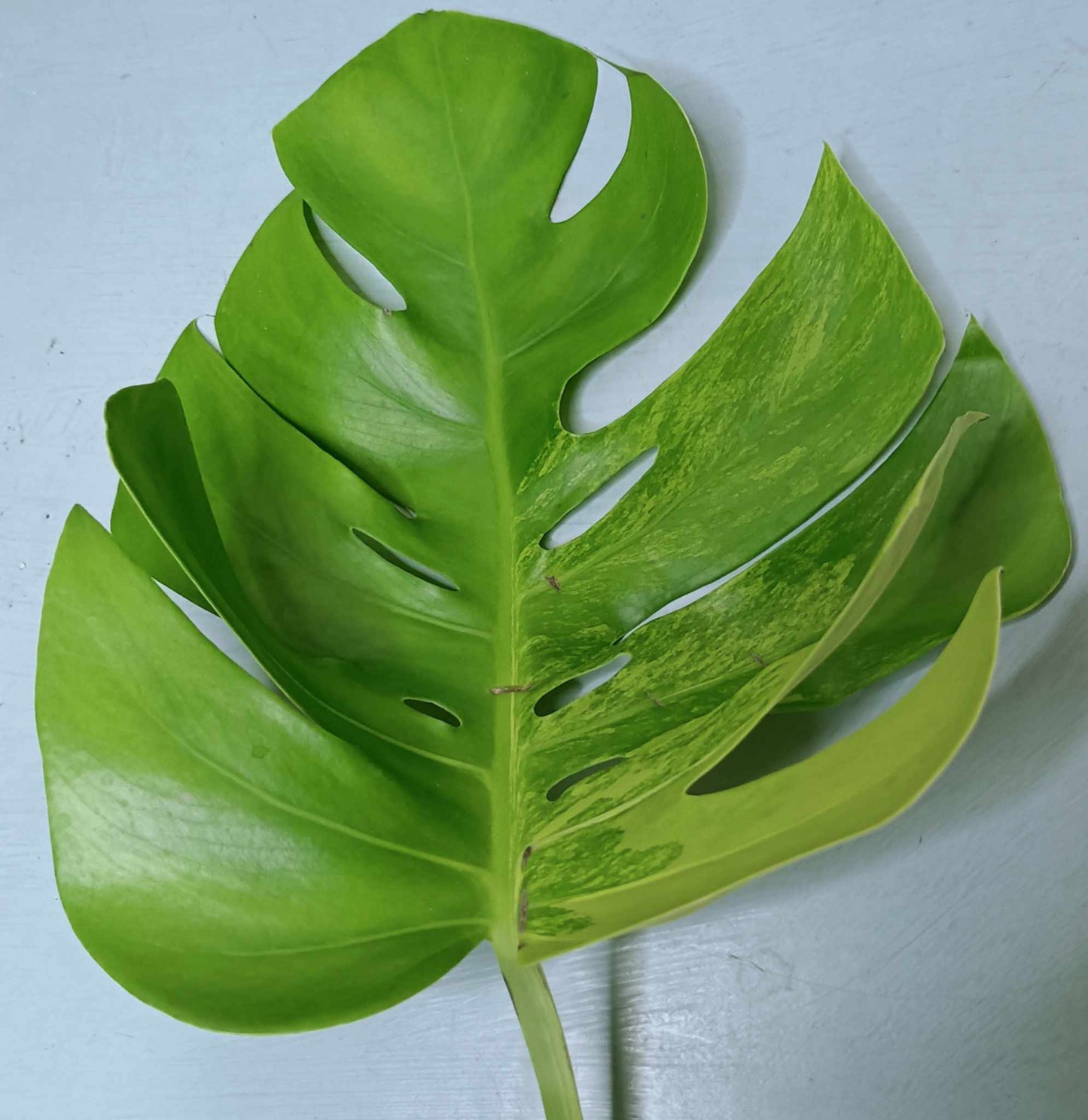 Monstera Aurea Multiple Leaves Cutting Lauren Heaton
