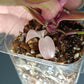 PINK PRINCESS #1-STARTER PLANT-