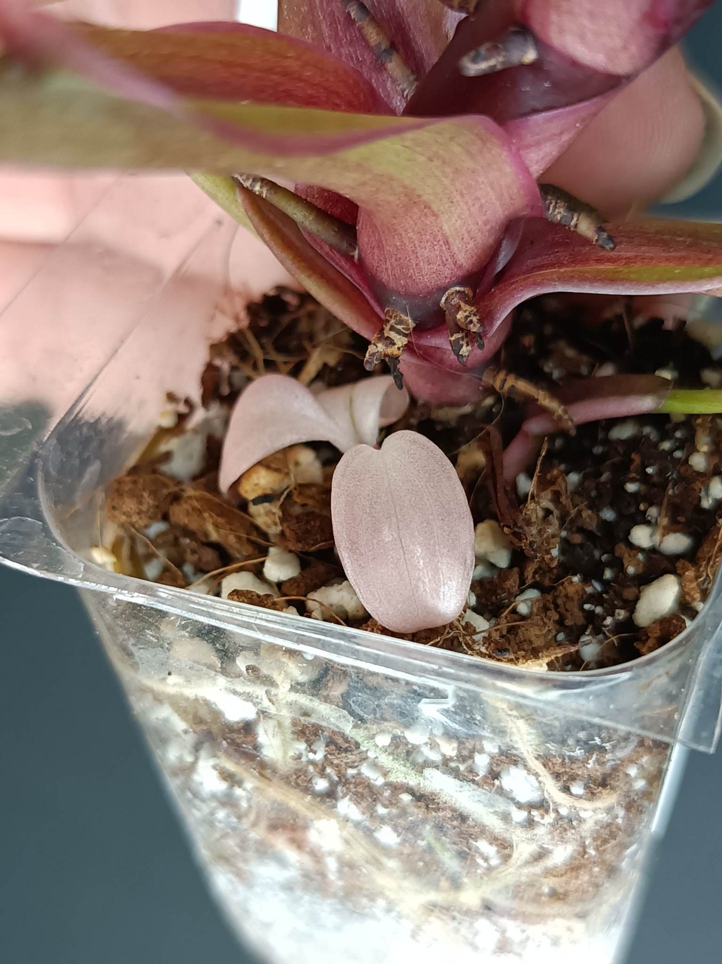 PINK PRINCESS #1-STARTER PLANT-