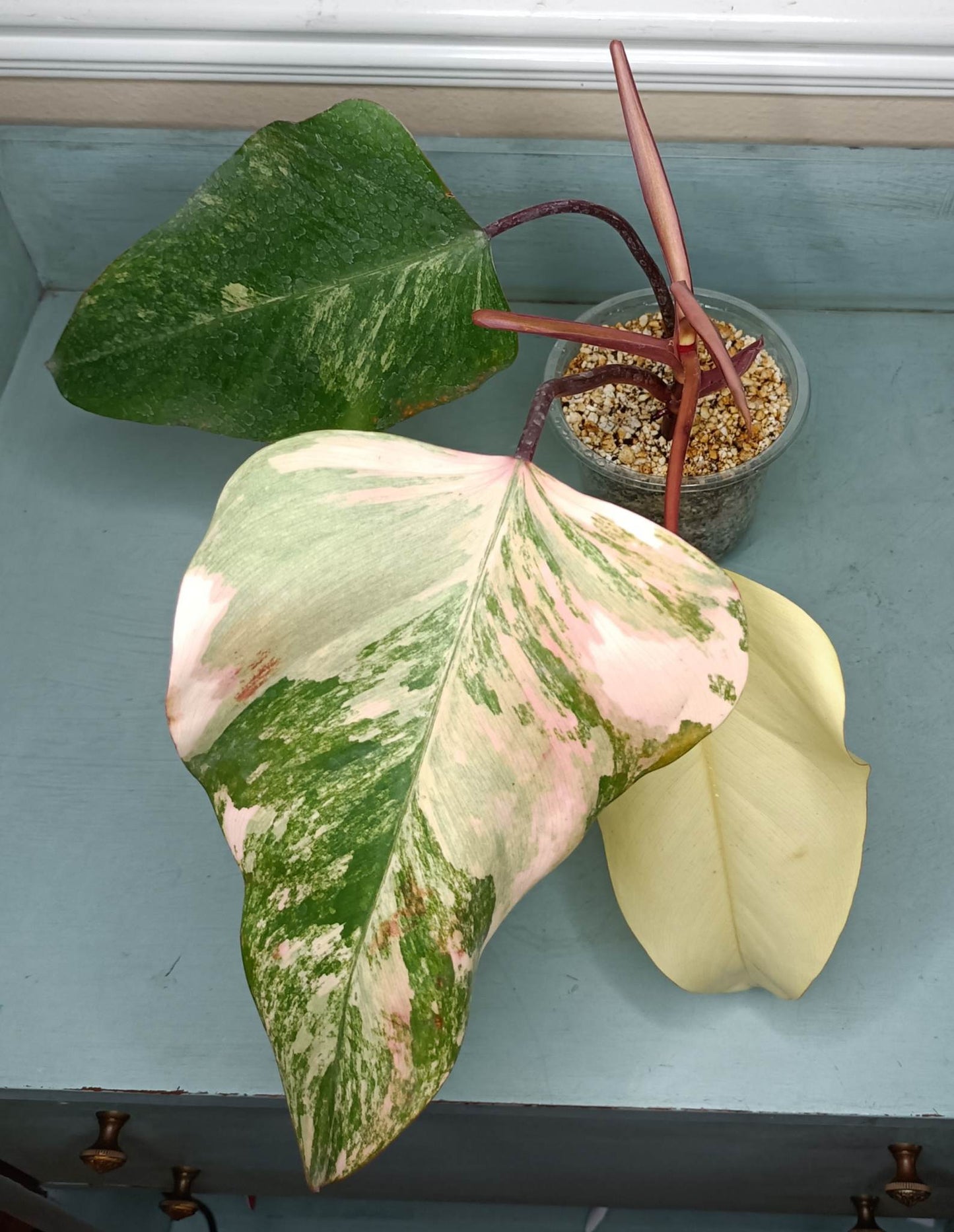 Katie Pilcher Strawberry Shake