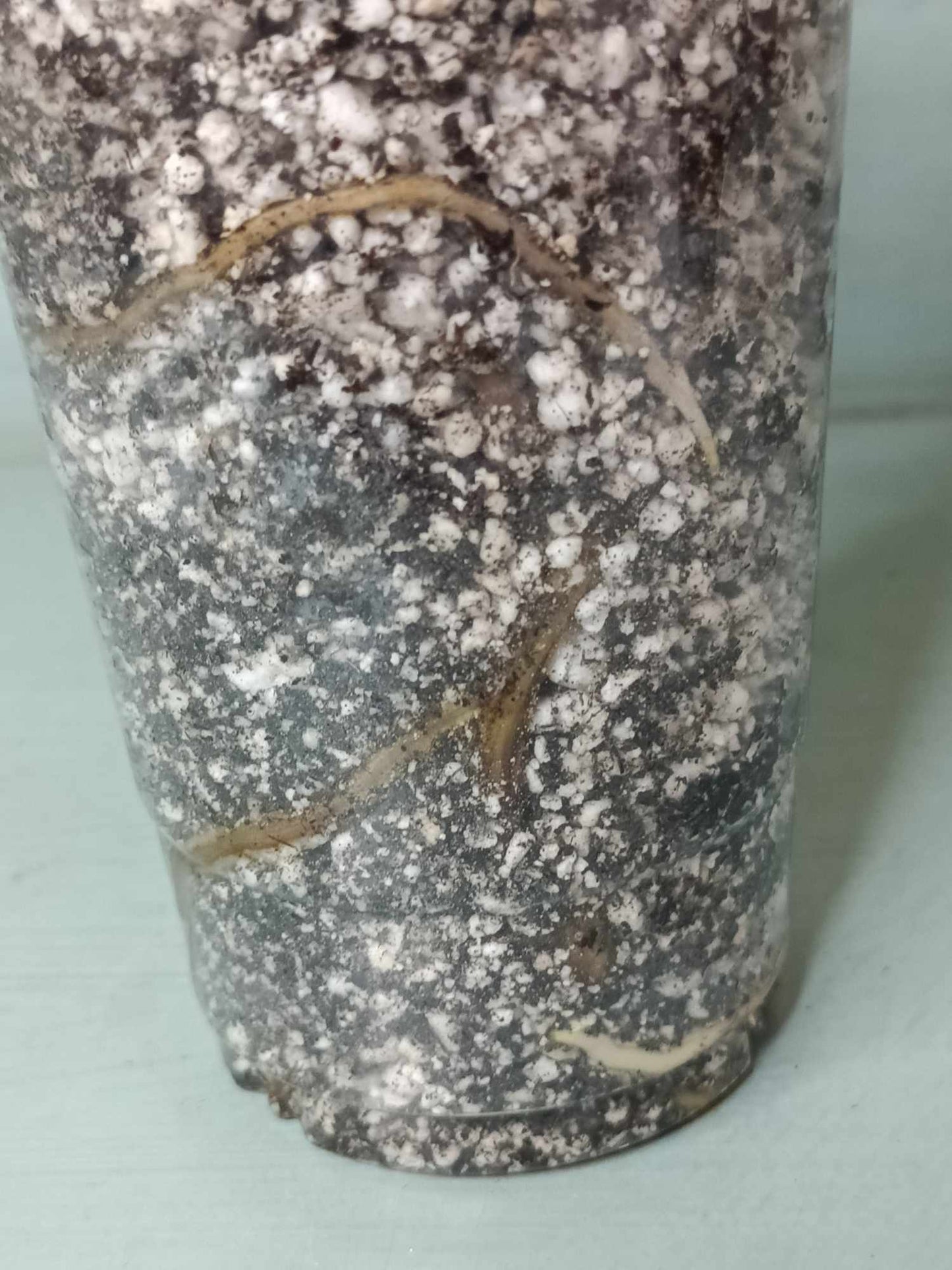Monstera Thai Con T13