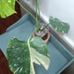 Monstera Thai Con T14