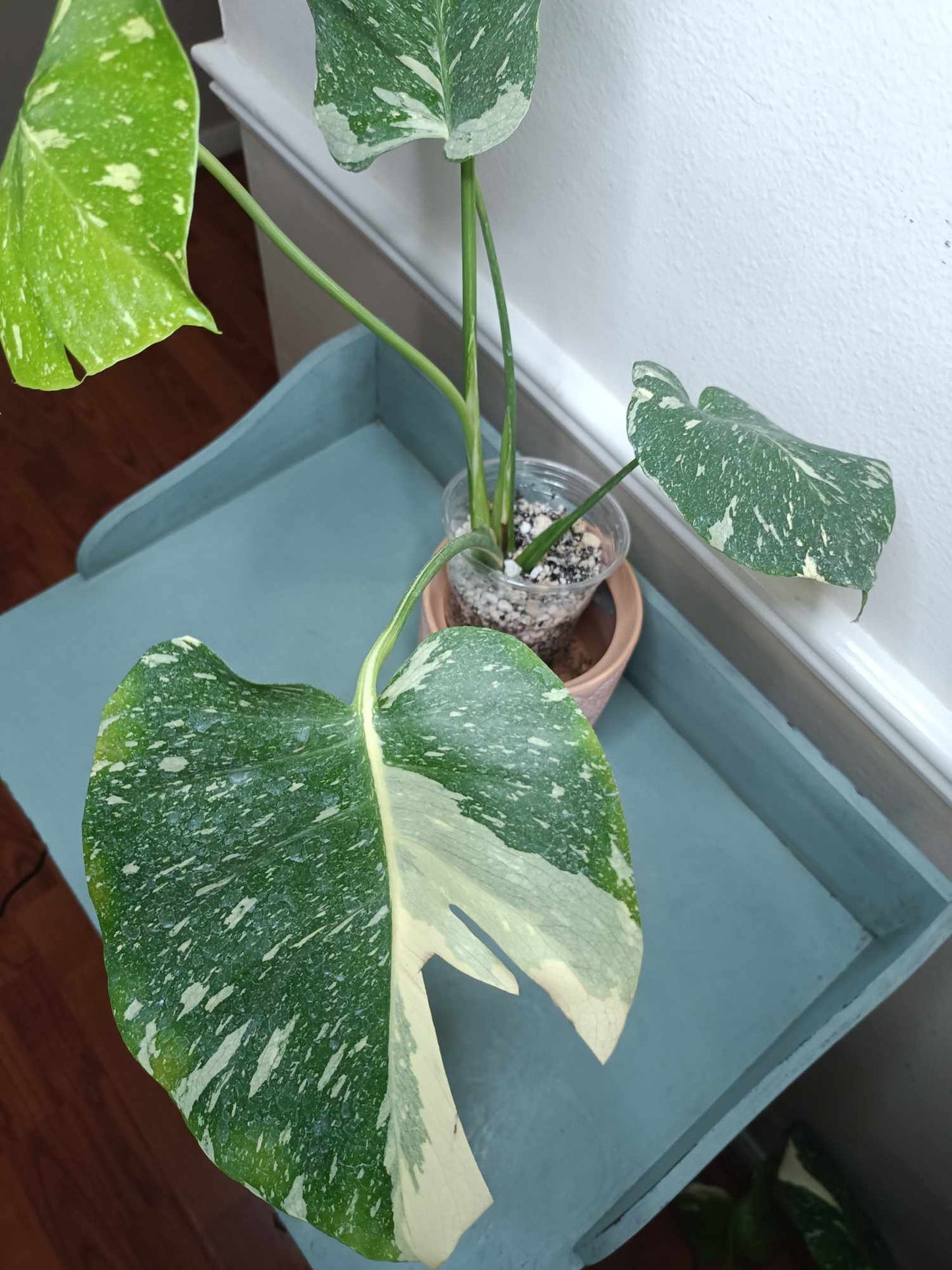 Monstera Thai Con T14