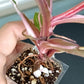 PINK PRINCESS #2-STARTER PLANT-