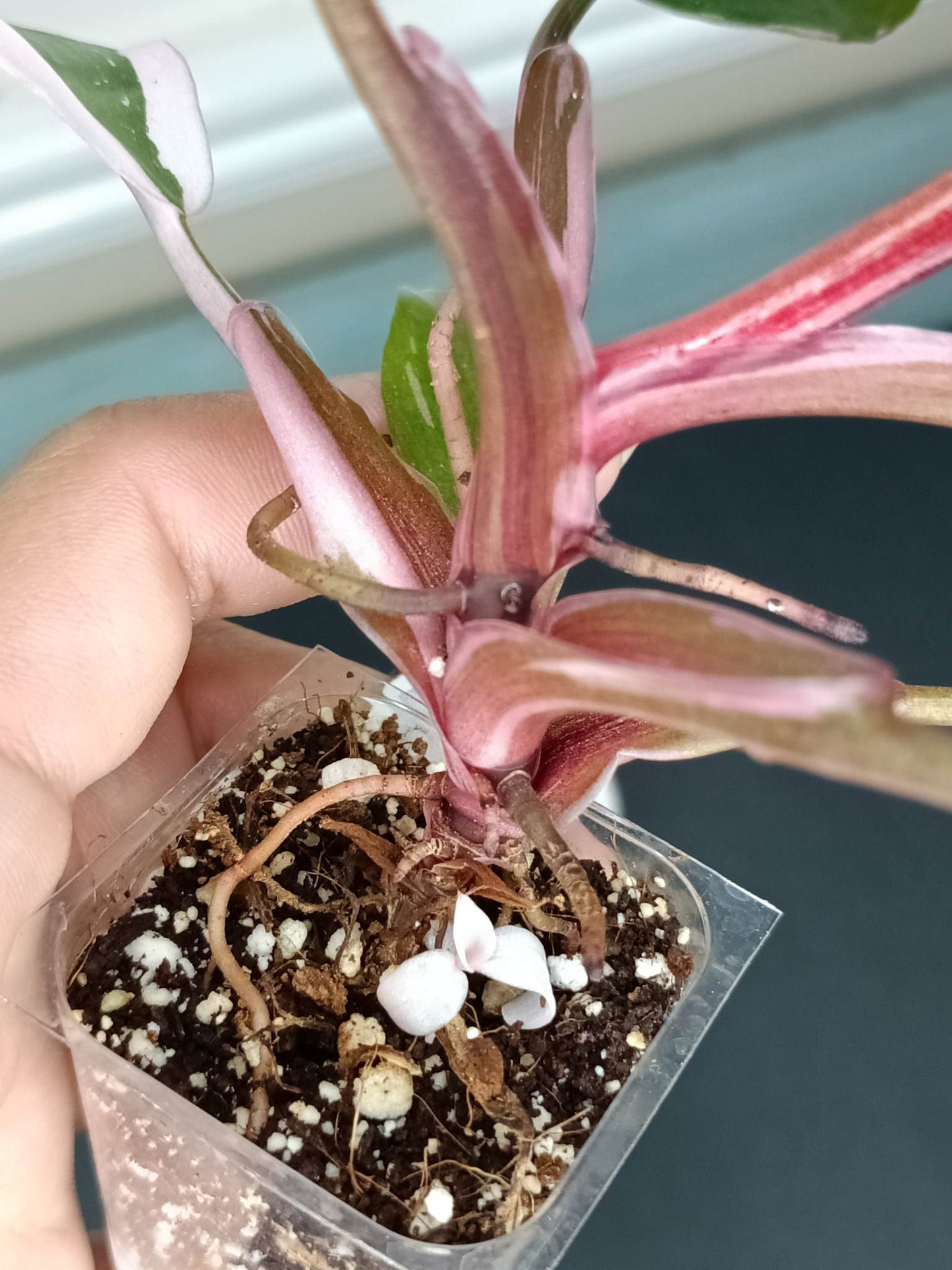 PINK PRINCESS #2-STARTER PLANT-