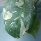 Monstera Thai Con T12