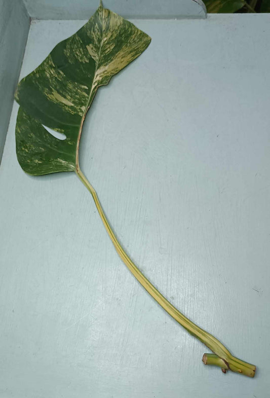 Monstera Aurea Unrooted Project Cutting Auction Winner-Michael Whetstone-